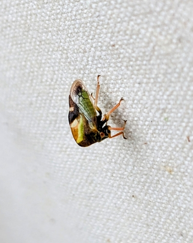 Camel Treehopper photo 5