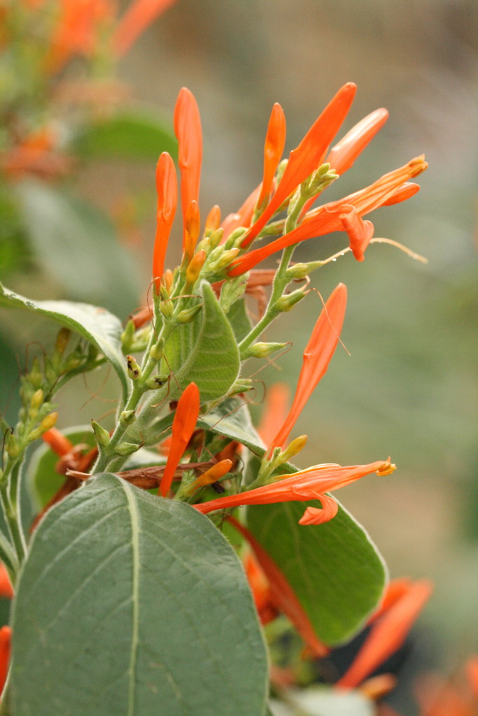 Muicle Muitle Muycle Mexican Honeysuckle 100 Capsulas
