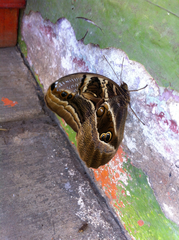 Eryphanis aesacus
