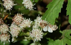 Enchoria lacteata