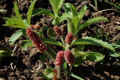 Acalypha peduncularis