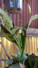 Prosthechea magnispatha