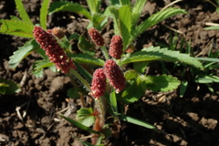 Acalypha peduncularis