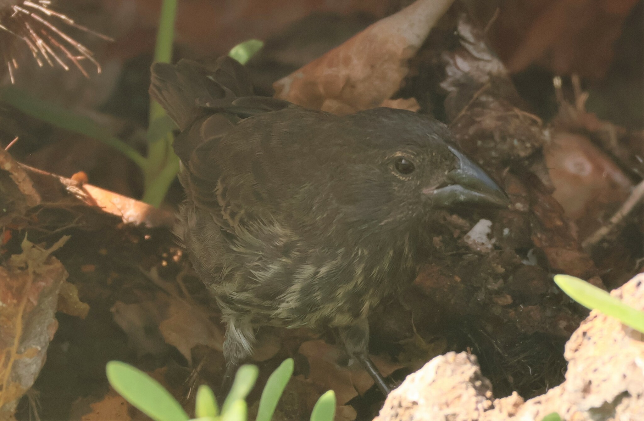 Genovesa Cactus Finch (Geospiza propinqua), photo 9