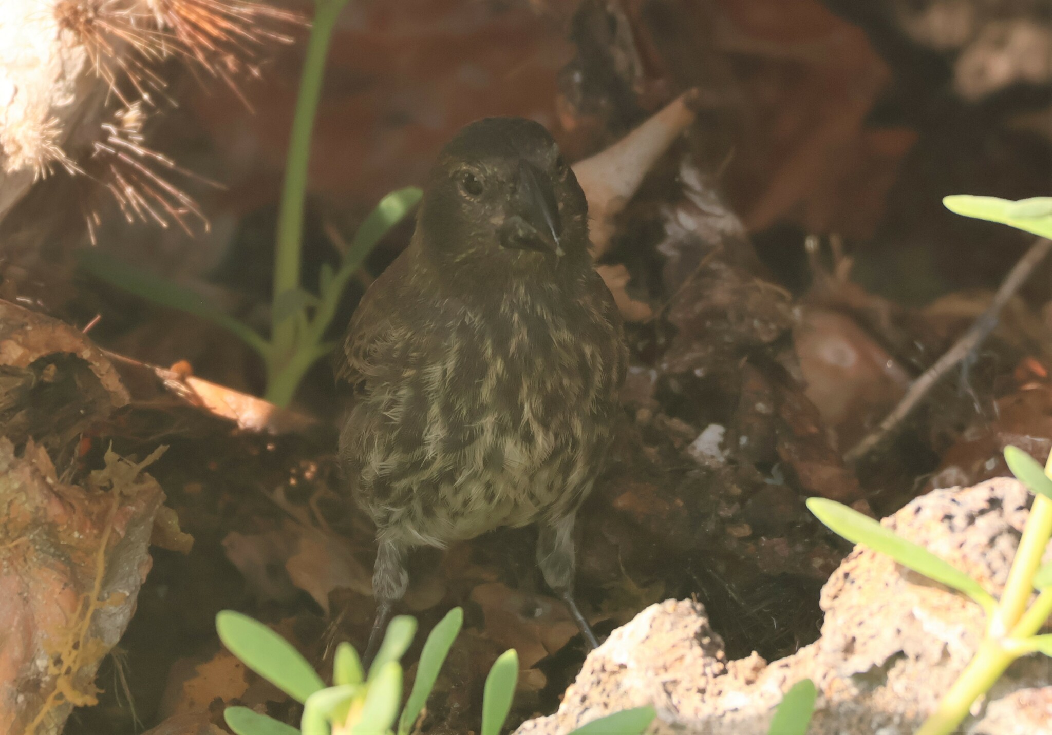 Genovesa Cactus Finch (Geospiza propinqua), photo 10