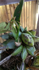 Prosthechea magnispatha