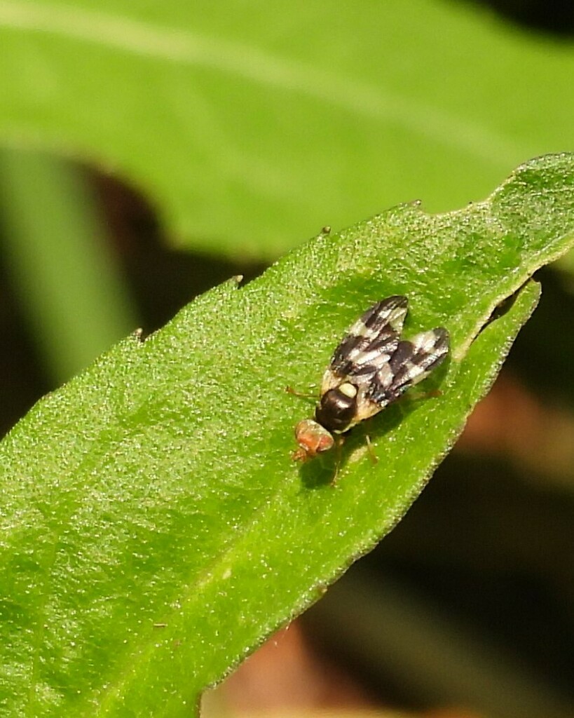 Thistle Stem Gall Fly from Taylor Creek Park on June 7, 2023 at 12:19 ...