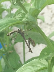 Mantidae
