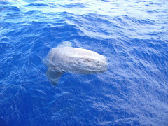 Mola alexandrini