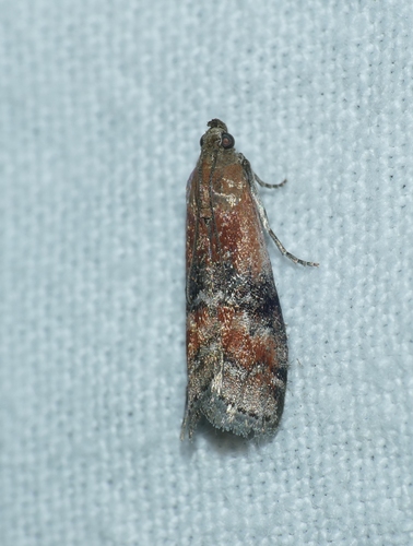 Rhodophaea formosa