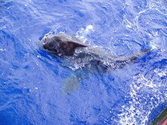 Mola alexandrini