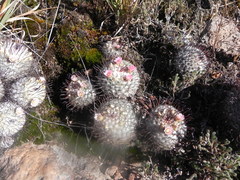 Mammillaria perezdelarosae