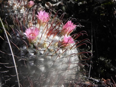 Mammillaria perezdelarosae