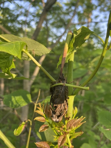 Brown-bordered Ermine Moth
