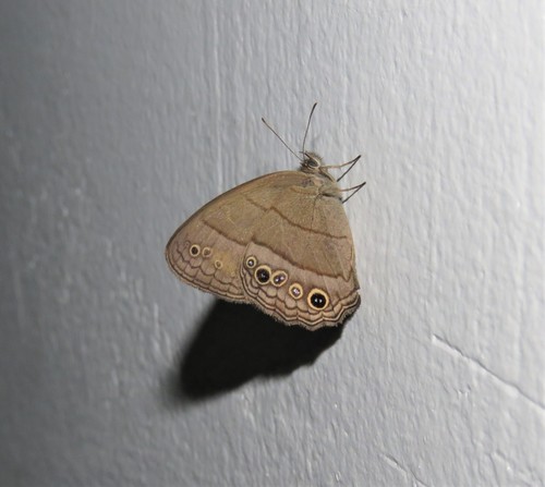 Photo of Two-pupil Satyr (Vareuptychia themis)