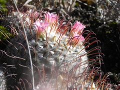 Mammillaria perezdelarosae