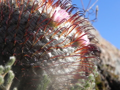 Mammillaria perezdelarosae