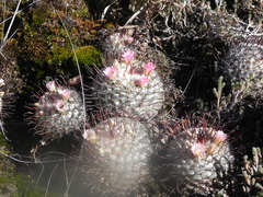 Mammillaria perezdelarosae