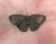 Cissia themis