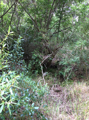 Chrysococcyx lucidus lucidus