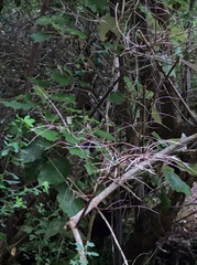 Chrysococcyx lucidus lucidus