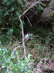 Chrysococcyx lucidus lucidus