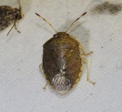 Menida spectabilis