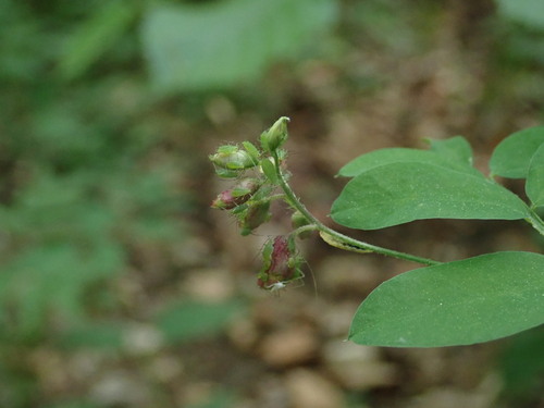 voška hrachová (Acyrthosiphon pisum)