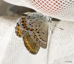 Plebejus fridayi