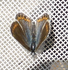 Plebejus fridayi