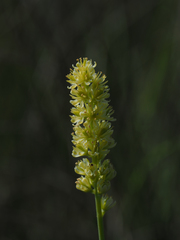 Tofieldia calyculata
