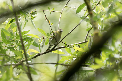 Čižak (Spinus spinus)