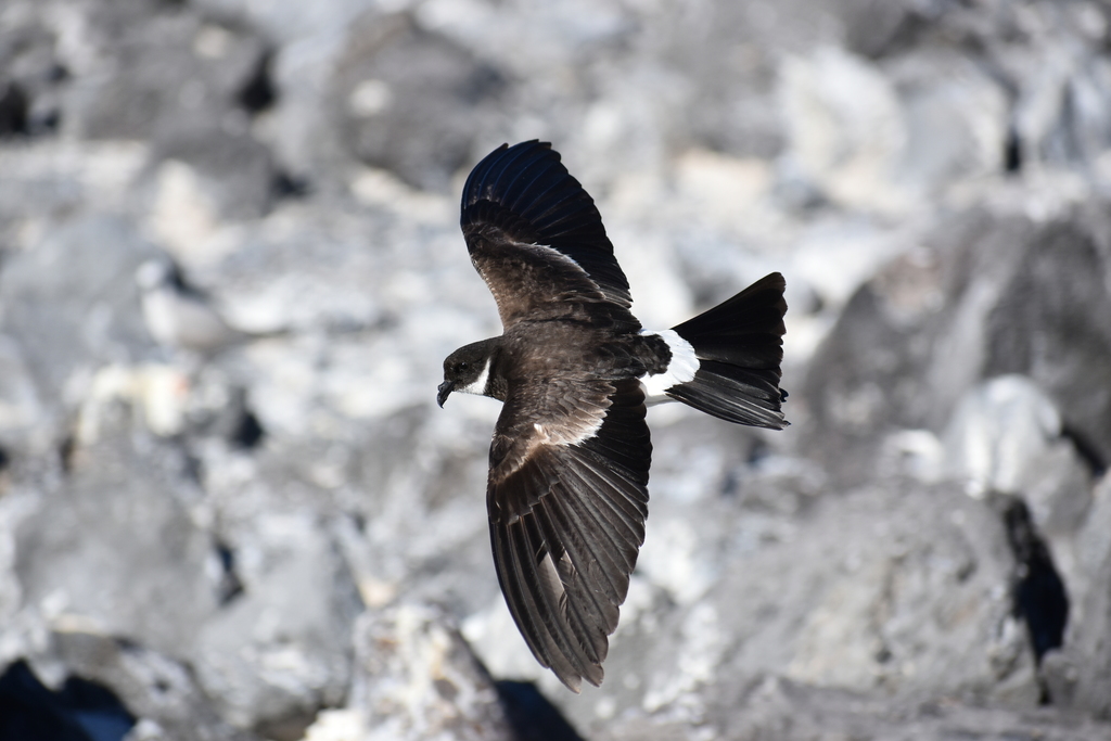 Polynesian Storm-Petrel (Nesofregetta fuliginosa) photo