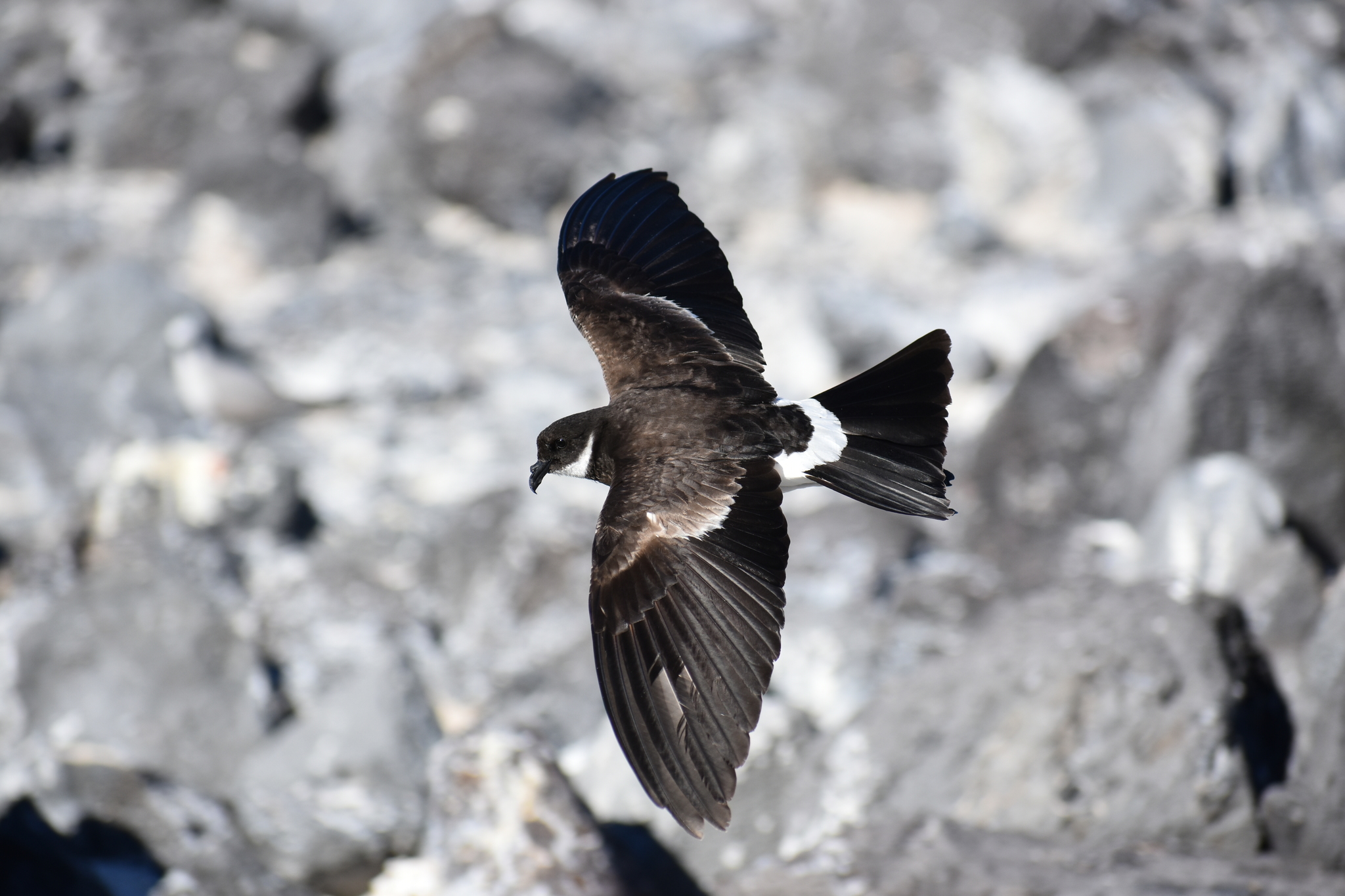Polynesian Storm-Petrel illustration