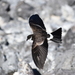 Polynesian Storm-Petrel - Photo (c) Diego Valverde Labarca, some rights reserved (CC BY-NC), uploaded by Diego Valverde Labarca