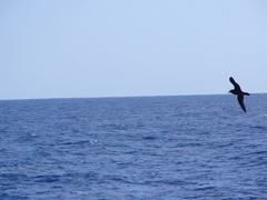 Pterodroma gouldi