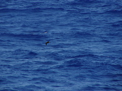 Pterodroma gouldi