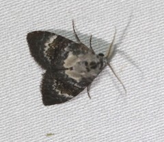 Acatapaustus leucospila