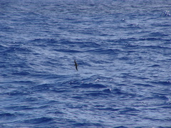Pterodroma gouldi