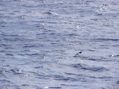 Pterodroma gouldi