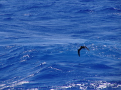 Pterodroma gouldi