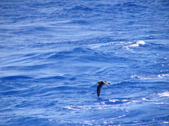 Pterodroma gouldi