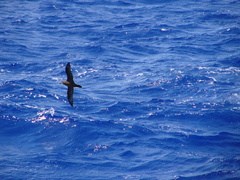Pterodroma gouldi