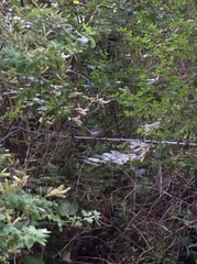 Chrysococcyx lucidus lucidus