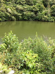 Chrysococcyx lucidus lucidus