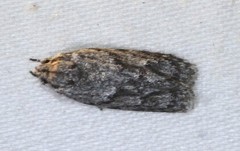 Agriophara confertella