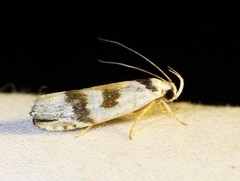 Plectophila pyrgodes