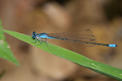 Enallagma divagans