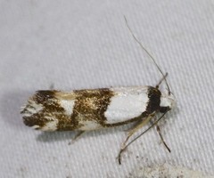 Zaphanaula hemileuca