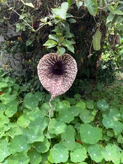 Aristolochia grandiflora image